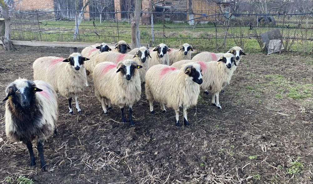 Mieluțe breze de Hațeg.