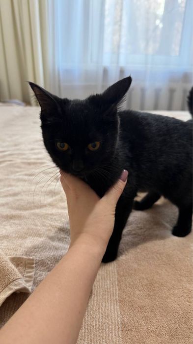 Ищем семью для маленького чуда