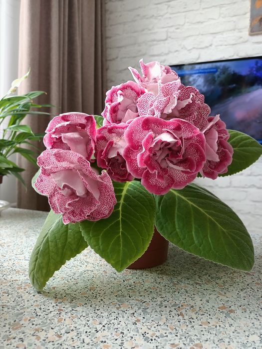 Продам ростки глоксиний