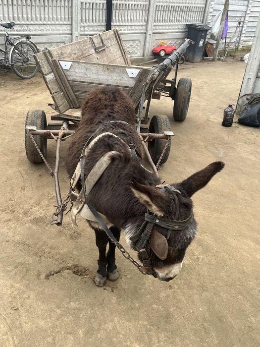 Vand sau schimb Magar