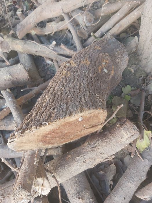 Отын бар тут өрік шие ағашының