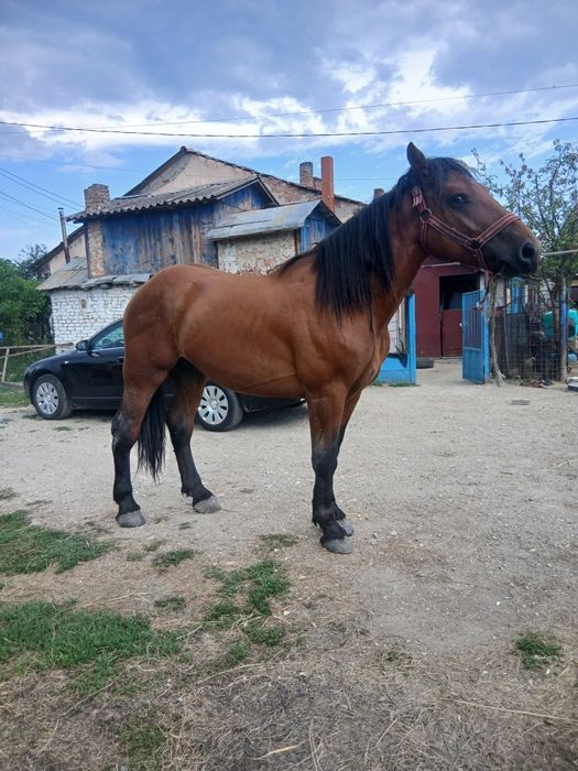 Vând harmasar 2 ani trage foarte bine