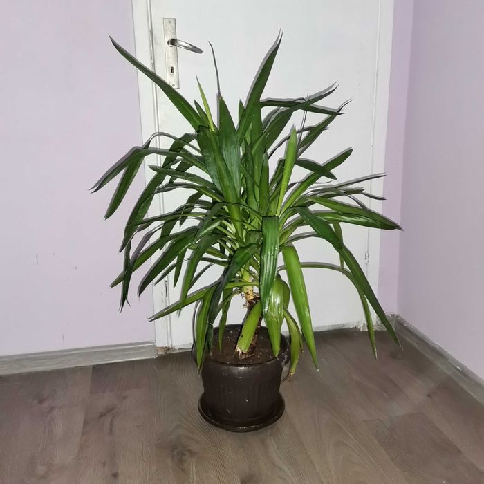 Драцена Фрагранс