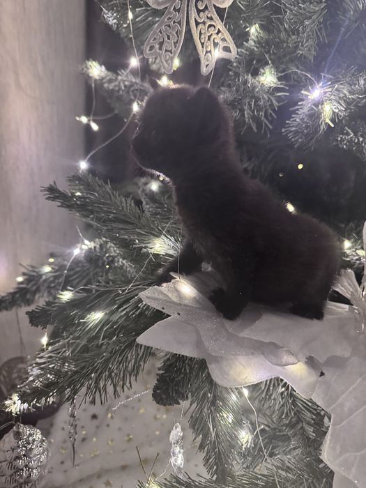 Ктоята скотиш страйт