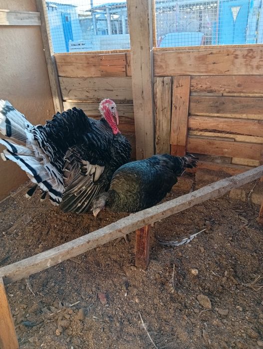 Бір еркек,бір ұрғашы индюк сатылады.