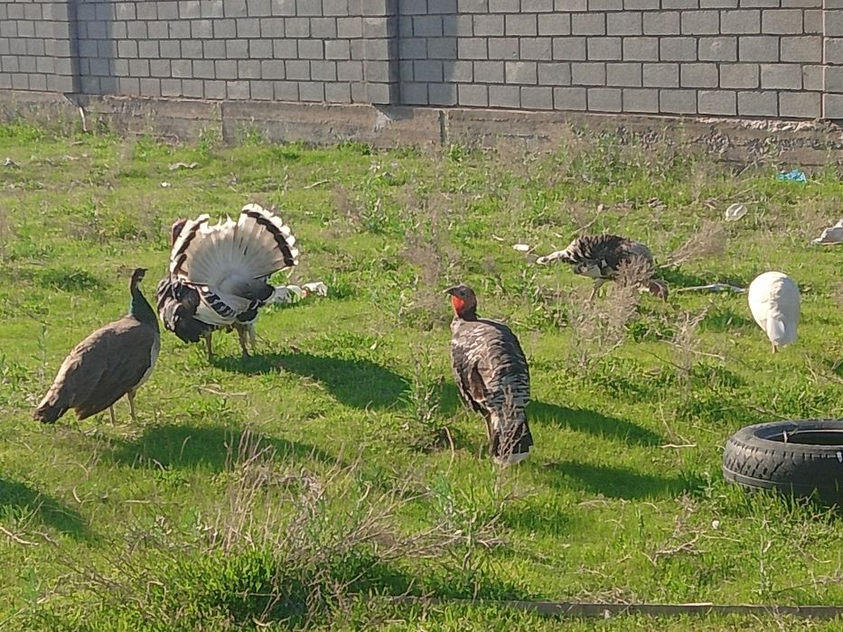 Продам индюшек с яйцами и без.