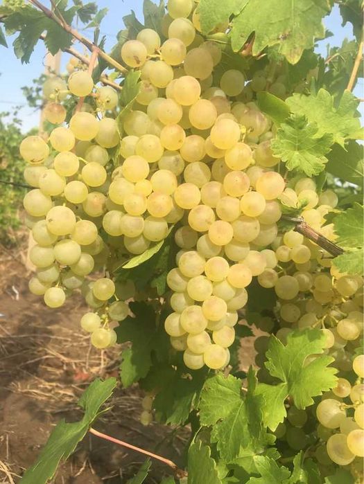 Struguri de vin adusi acasa diverse soiuri albi-negri, preț producător livrare la locație în jud. Dolj