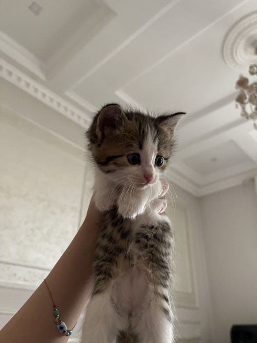 Котята шотландские вислоухие