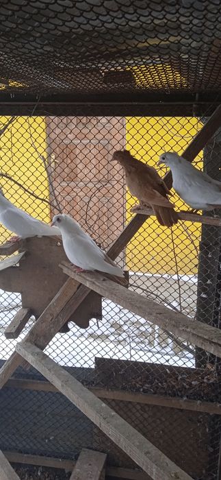 Продам голубей домашних