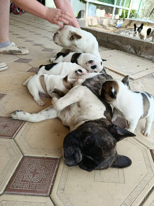 Французские бульдоги