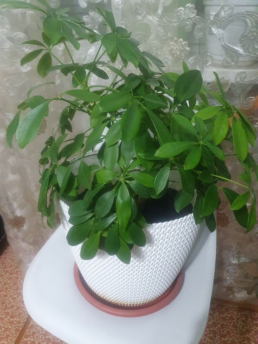 Продам цветы разные