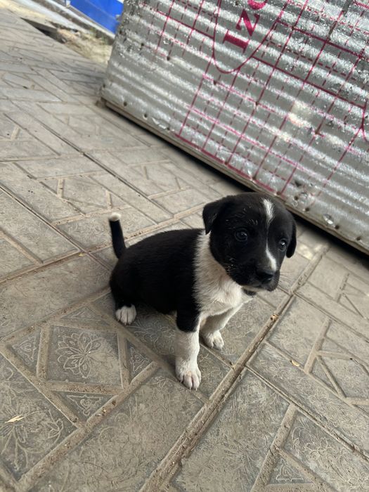 Собачки щенки маленькие