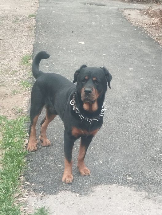 Ротвейлер кобель