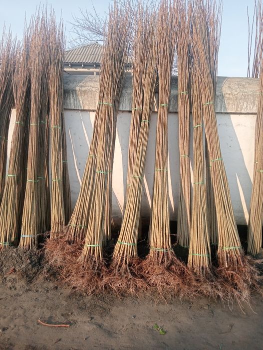 kafolati bilan kelorasilar