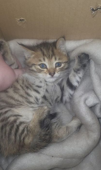 Бесплатно отдам в добрые руки котят