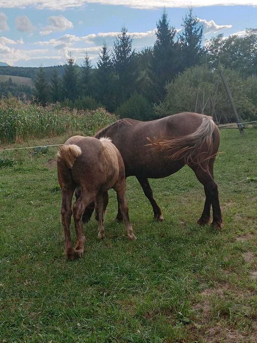 Vand manza cu varsta de 5 luni