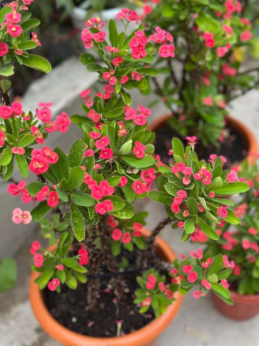 Цветы комнатные молочай герань