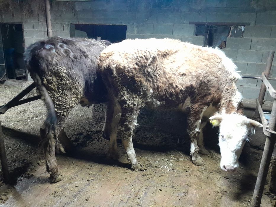 Сиыр на откорм корова на откорм