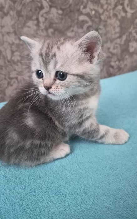 Котята шиншилла шотландские