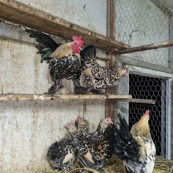 Ouă de găină rasa mii de flori