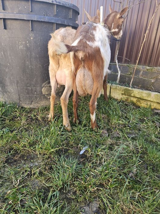 Capre de lapte metis alpina franceza cu saanen