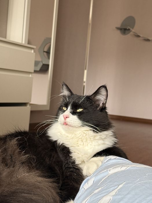 Ищем семью коту