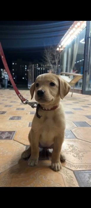 Срочно! Щенок Лабрадора ретривера