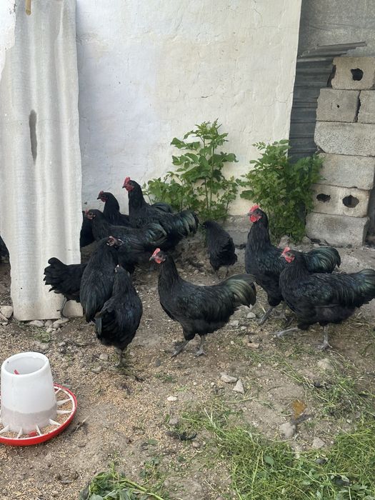 Продам кур , молодняк.