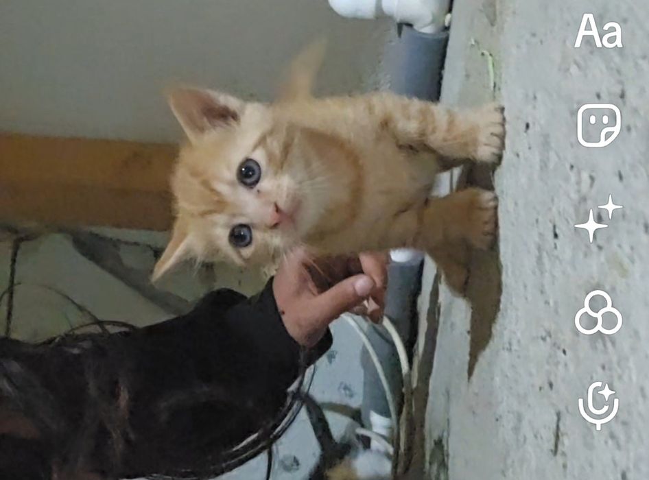 Pisici mici de adoptat