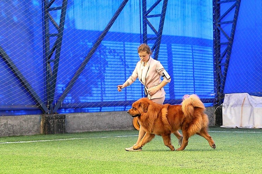 Кобель тибетского мастифа вязка