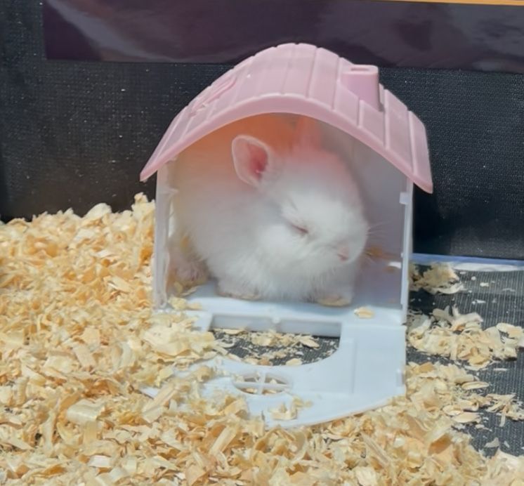 Quyon karlik mini lops