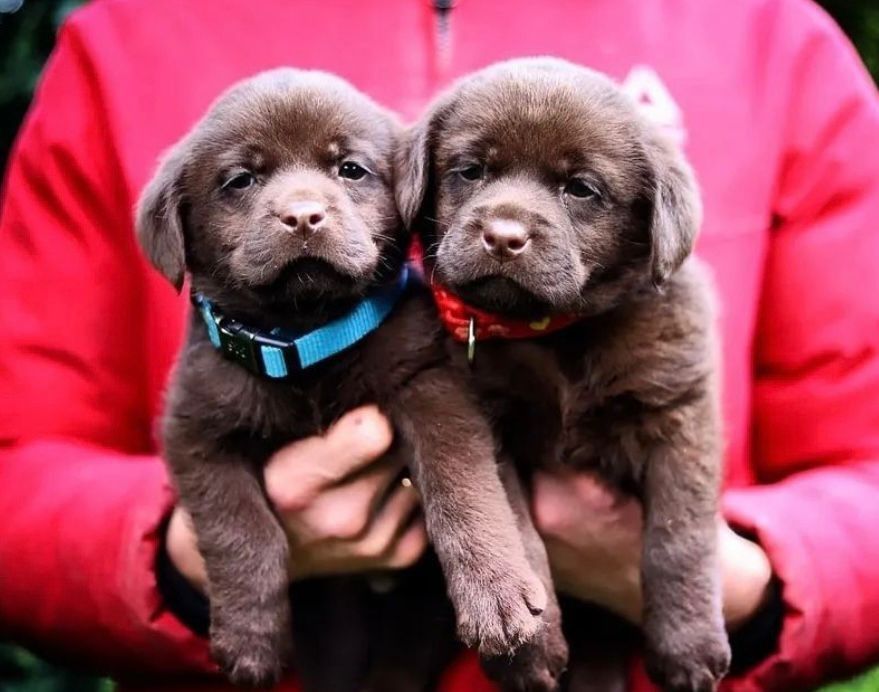 Милейшиее Лабраа