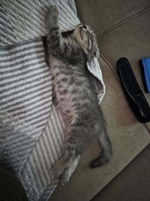 Вислоухий котенок