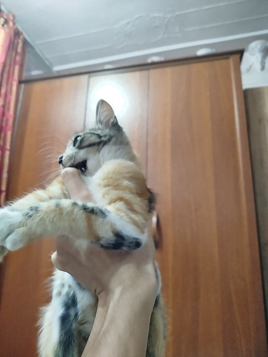 Черно оранжевый котенок