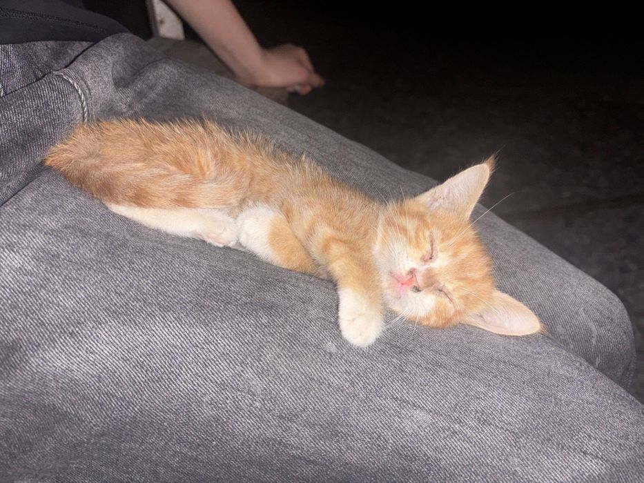 Котик отдадим даром