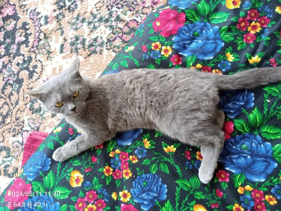 Uy mushugi qiziqadiganlar uchun