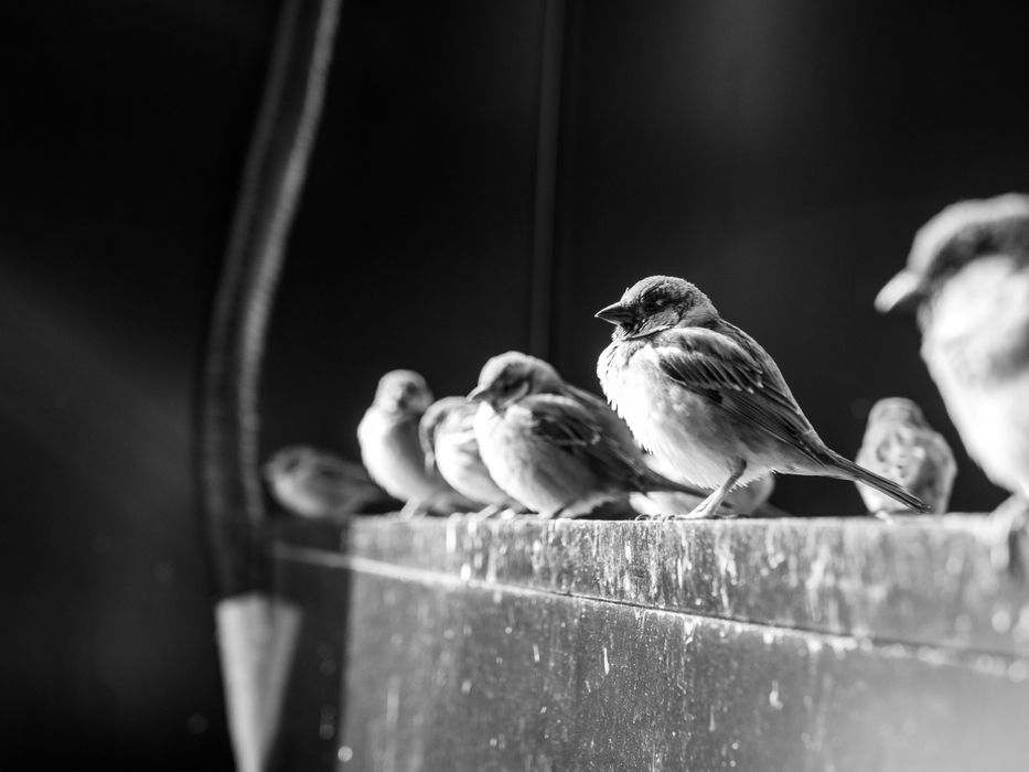 Обектив Panasonic Lumix G 25mm /F1.7