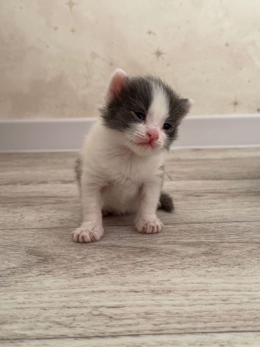 Котята 3 недели в добрые руки