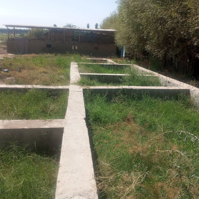 Uchastka ,uy sotiladi.Yashashga 3xona uy,oshxona,molxona ,