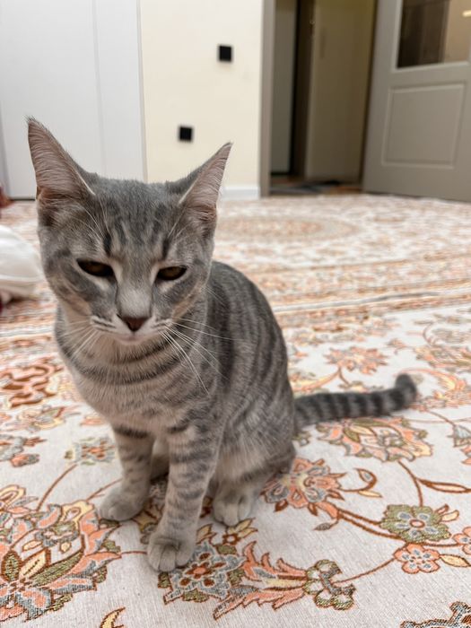 Мысық тегін беремін