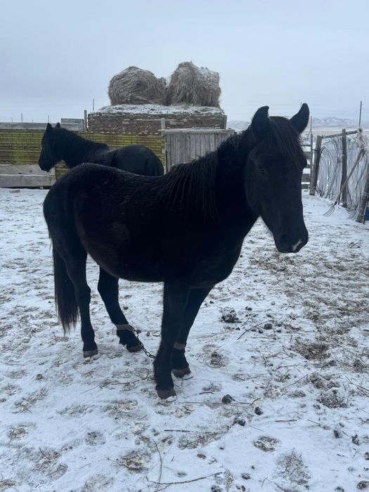 Қара айғыр сатылады 5 ті шығар