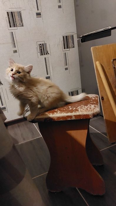 Отдам даром бесплатно