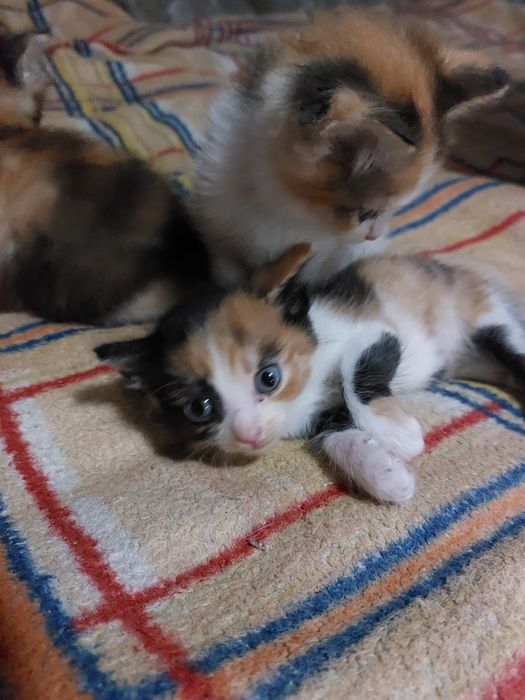 Отдам котят в добрые и хорошие руки