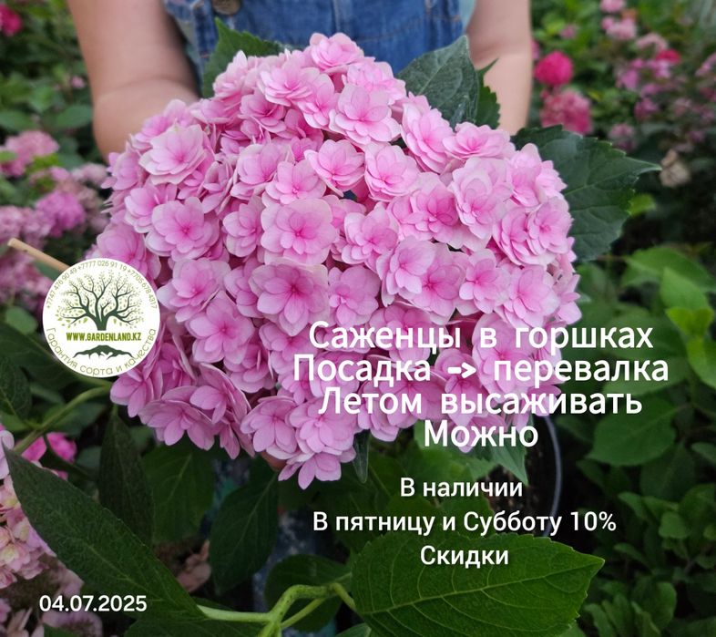 Гортензия не укрывная, ремонтантная Ю ЭНД ми . .