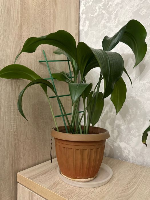 Продам цветы разных видов.