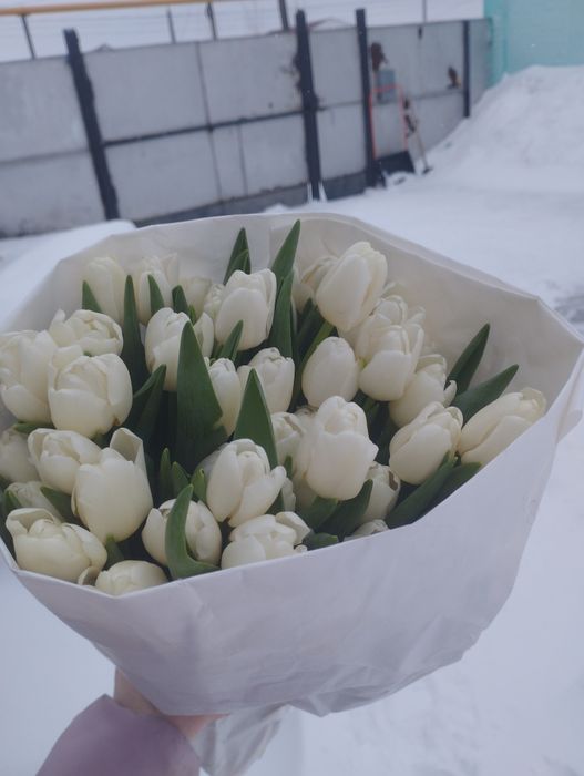 Тюльпаны в наличие