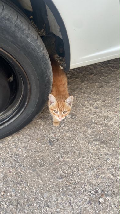 рыжий котенок.