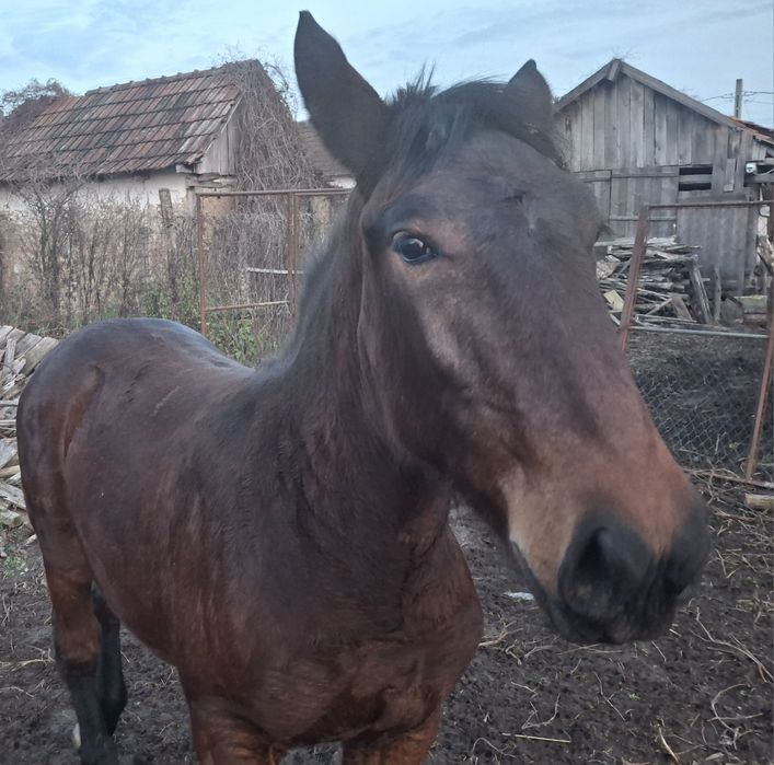 Vând mânză de 8 luni