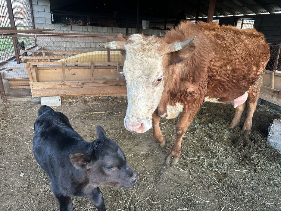 Сиыр бұзауымен сатылады