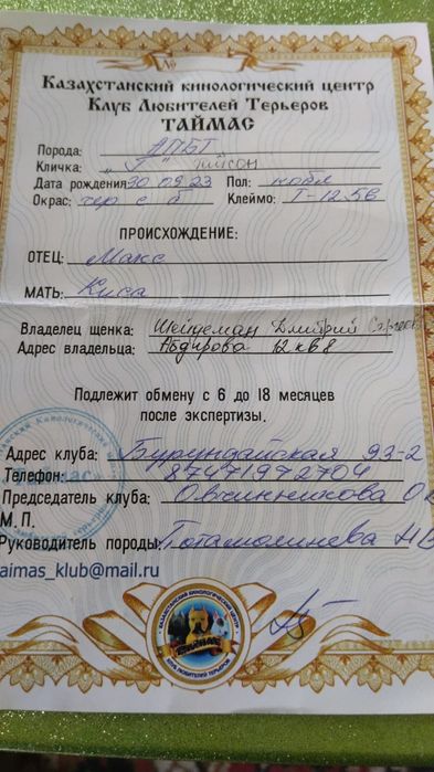 Продам щенят питбуль